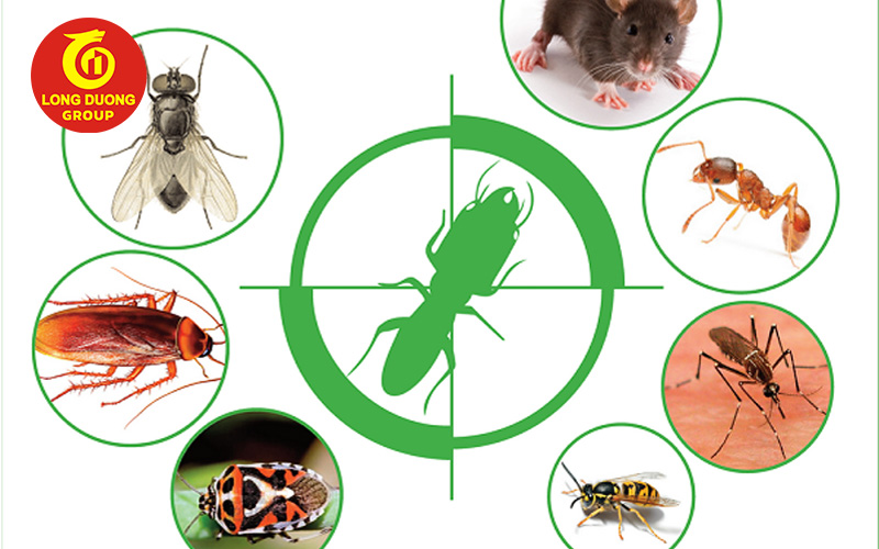 Hình ảnh các loài côn trùng 